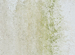 Mould growth on exterior surfaces